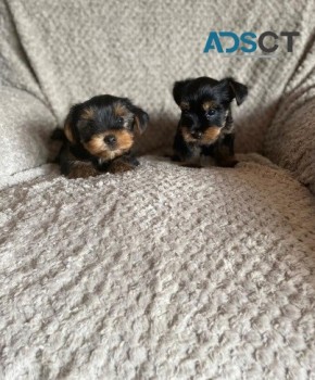 Yorkshire Terrier puppies for sale