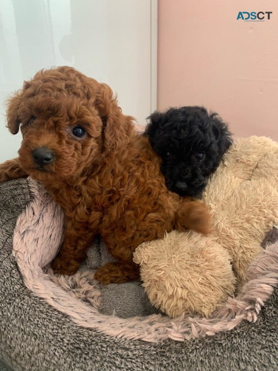 Sale of Toy Poodle puppies