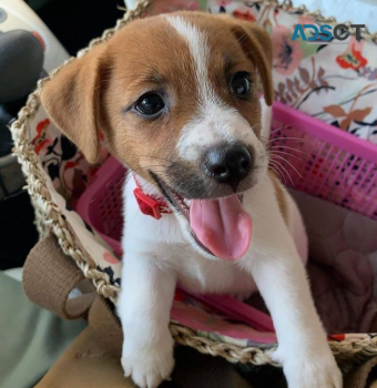 JACK RUSSELL PUPPIES FOR SALE