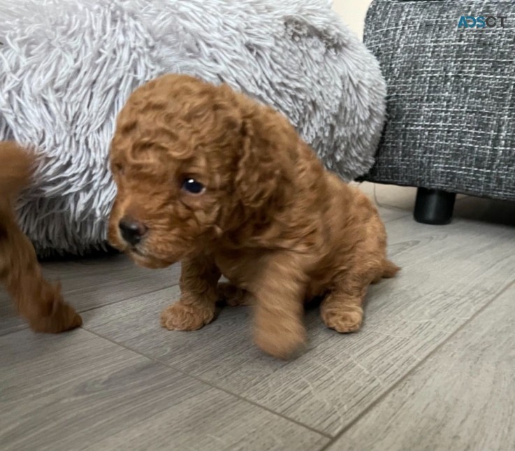 Sale of Toy Poodle puppies