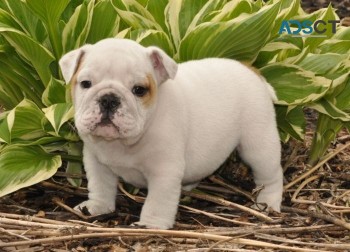 English bulldog