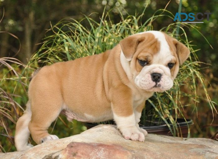 English bulldog