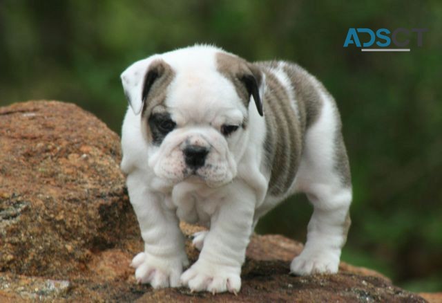 English bulldog