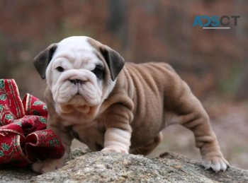 English bulldog