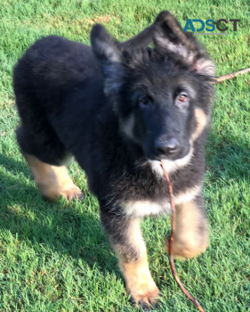 GERMAN SHEPHERD PUPPIES FOR SALE