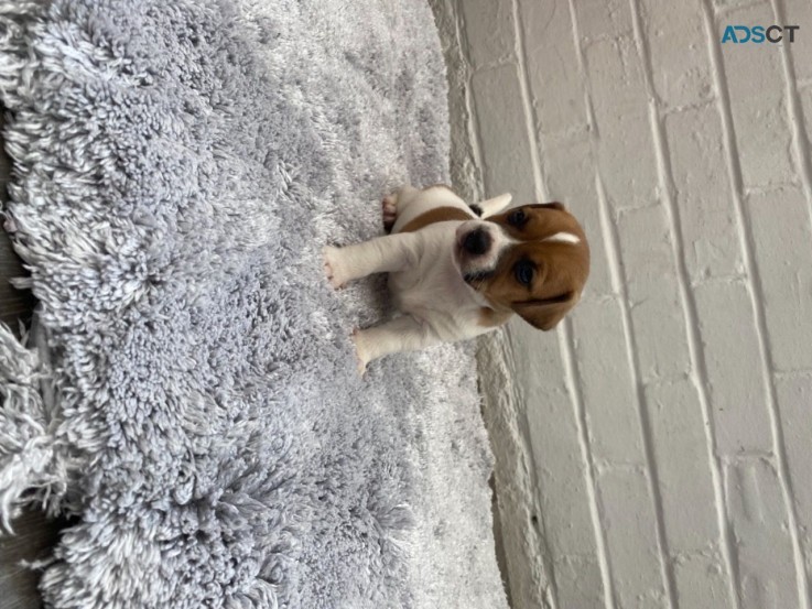 Home Trained Jack Russell Puppies