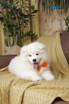 Samoyed Puppy For Sale