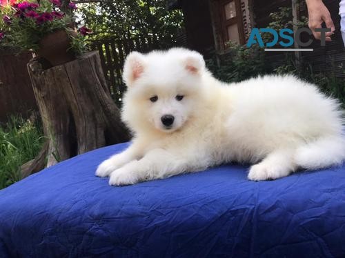 Samoyed Puppy For Sale