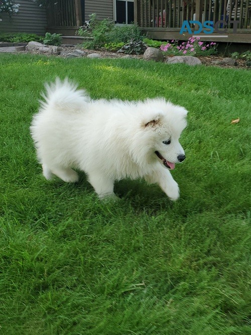 Charming Samoyed Puppy For Sale