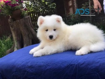 Charming Samoyed Puppy For Sale