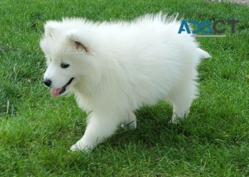 Premium Samoyed Puppy For Sale