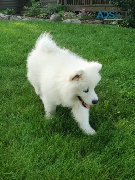 Stunning Samoyed Puppy For Sale