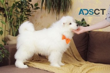 Premium Samoyed Puppy For Sale