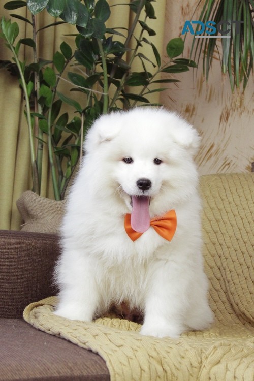 Premium Samoyed Puppy For Sale