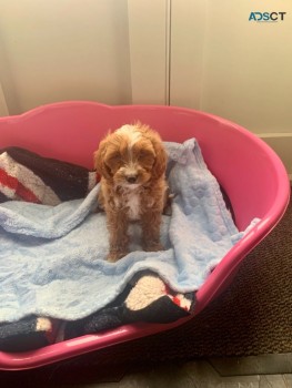 Sweet Gorgeous Cavapoo  Puppies