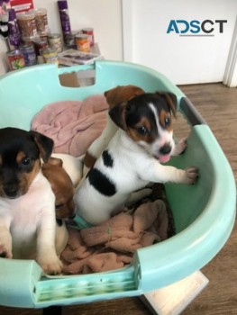 Pure Breed Jack Russell Puppies