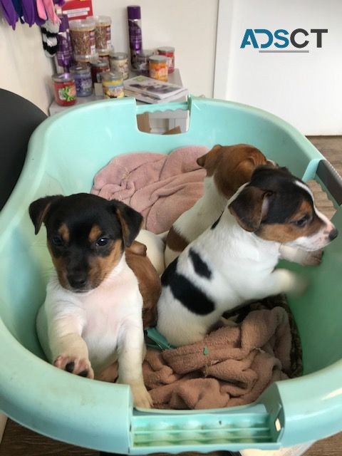 Pure Breed Jack Russell Puppies