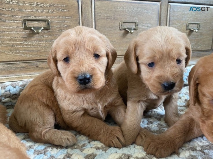 Stunning and Lovely  Labradoodles