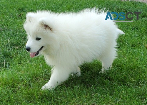 Charming Samoyed Puppy For Sale