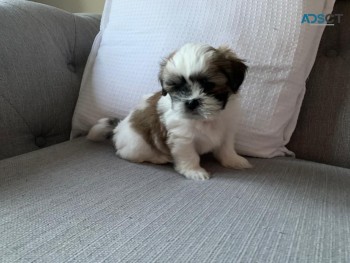 Well Trained Shih Tzu  Puppies