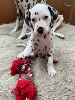 Dalmatian Puppies Ready Now for Sale 