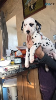 Dalmatian Puppies Ready Now for Sale 