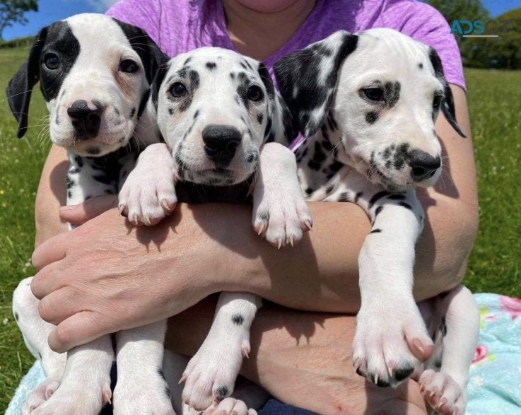 Dalmatian Puppies Ready Now 