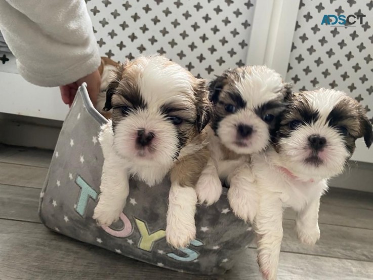 Amazing Teacup Shih Tzu Puppies