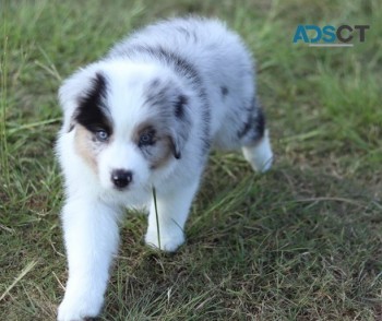 Australian shepherd