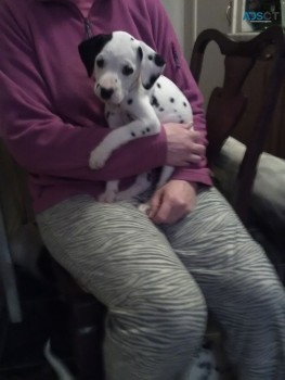 Dalmatian Puppies Ready Now 