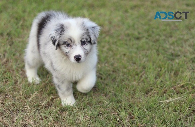 Australian shepherd