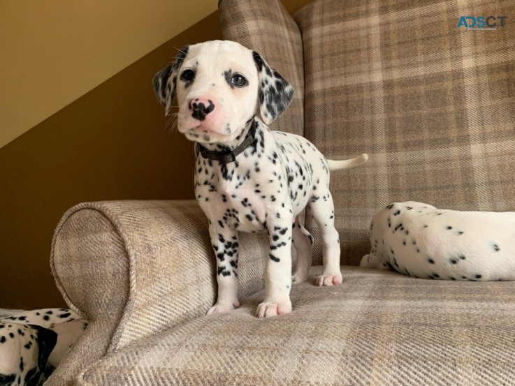 Dalmatian Puppies Ready Now 