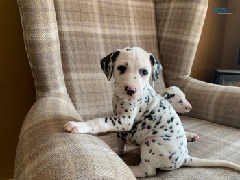 Dalmatian Puppies Ready Now 