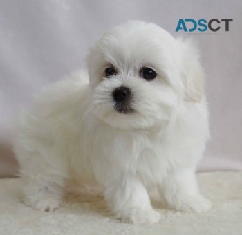 Maltese puppies for sale