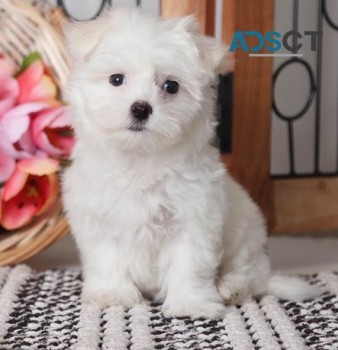 Maltese puppies for sale