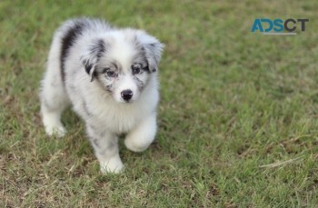 Australian shepherd puppies for sale