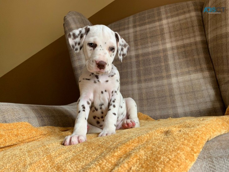 Dalmatian Puppies Ready Now 