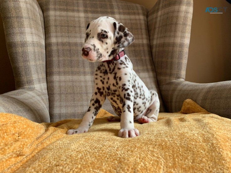 Dalmatian Puppies Ready Now 