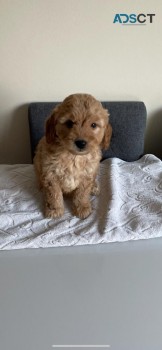 Afectionate Goldendoodles Puppies Puppie