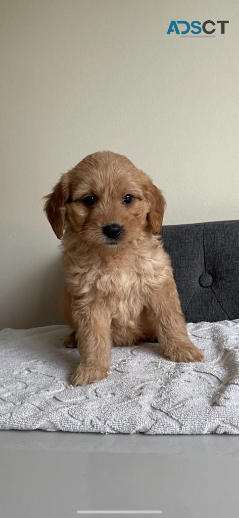 Afectionate Goldendoodles Puppies Puppie