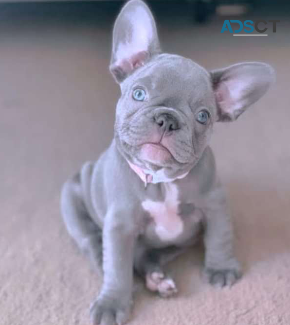 FRENCH BULLDOG PUPPIES FOR SALE