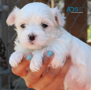 Maltese puppies for sale