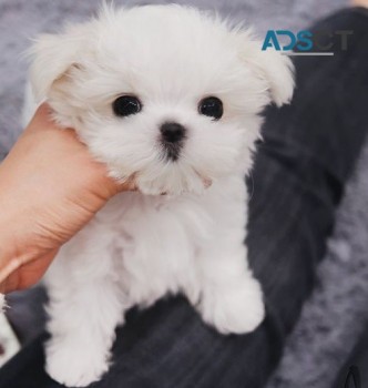 Maltese puppies for sale