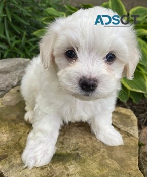 Maltese puppies for sale