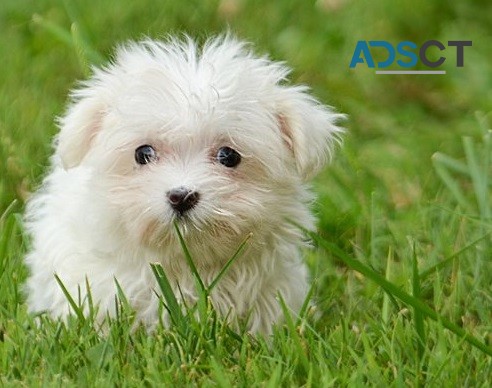 Maltese puppies for sale