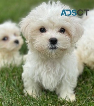 Maltese puppies for sale