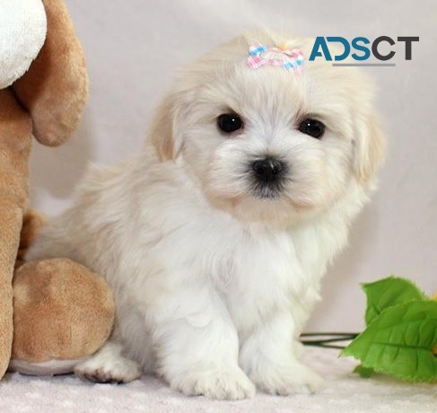 Maltese puppies for sale