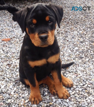 Rottweiler puppies for sale