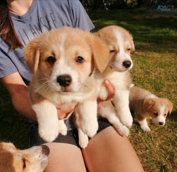 Pembrokeshire Corgi Puppies