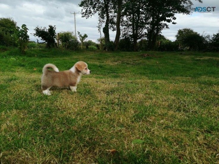 Pembrokeshire Corgi Puppies